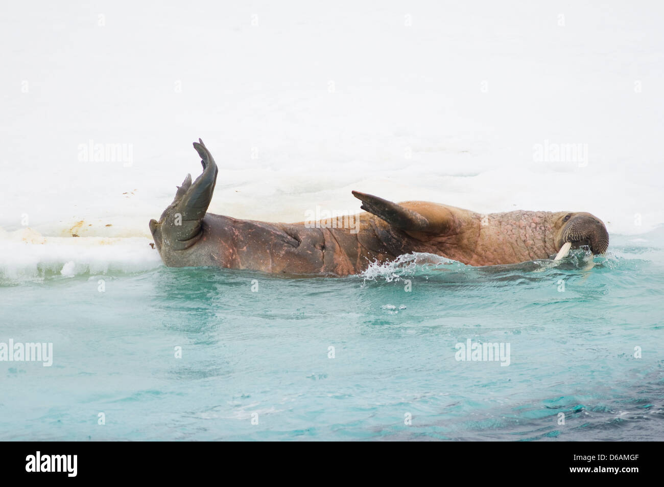 La Morsa, Rosmarus Del Odobenus, Mamífero Marino Flippered Grande, En Agua  Azul, Svalbard, Noruega Retrato Del Detalle Del Animal Imagen de archivo -  Imagen de detalle, paquete: 95608779