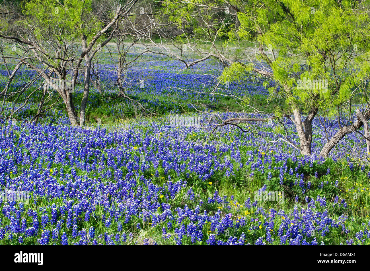 Flor del estado de texas fotografías e imágenes de alta resolución - Alamy