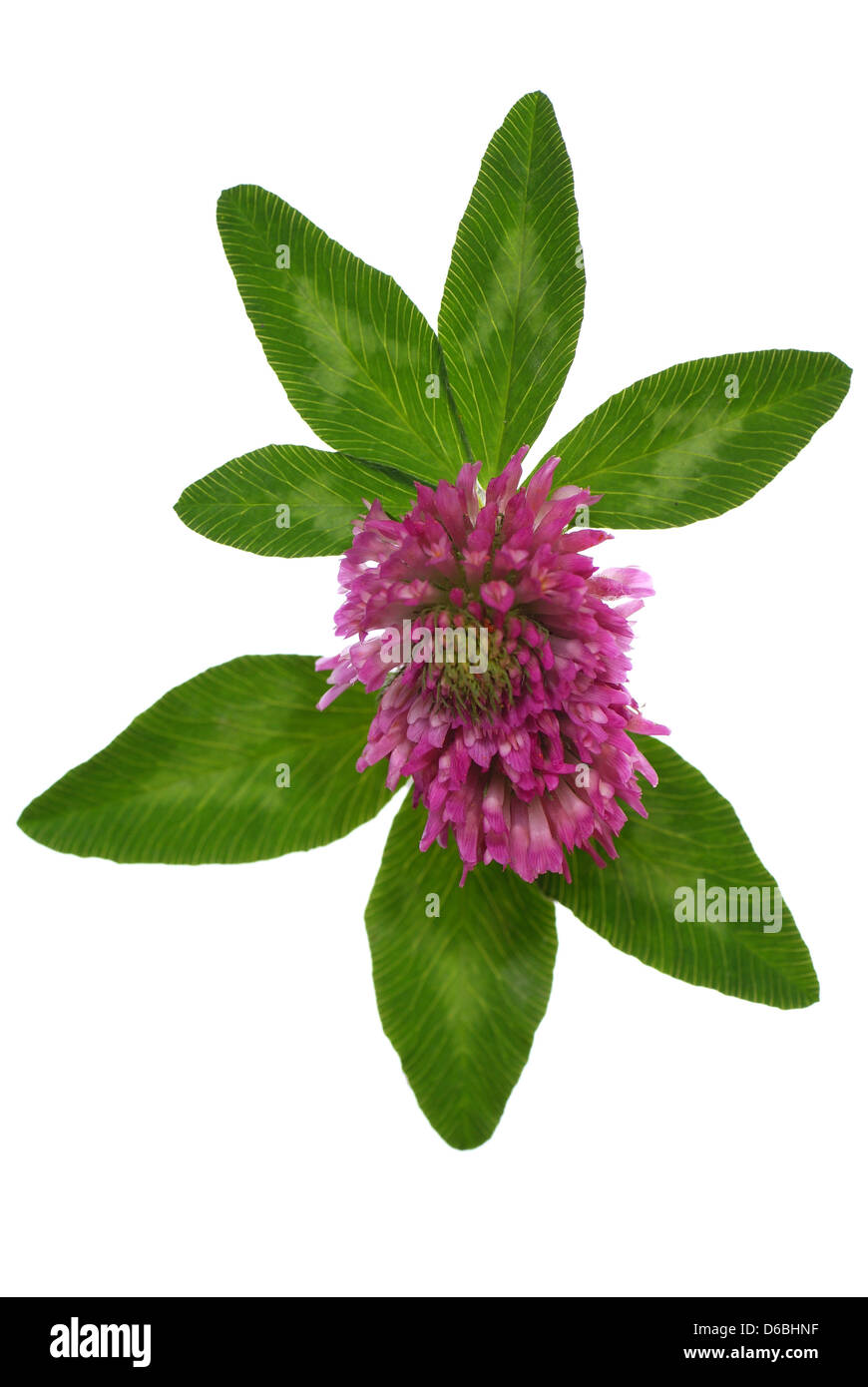 Flor de cuatro hojas fotografías e imágenes de alta resolución - Alamy