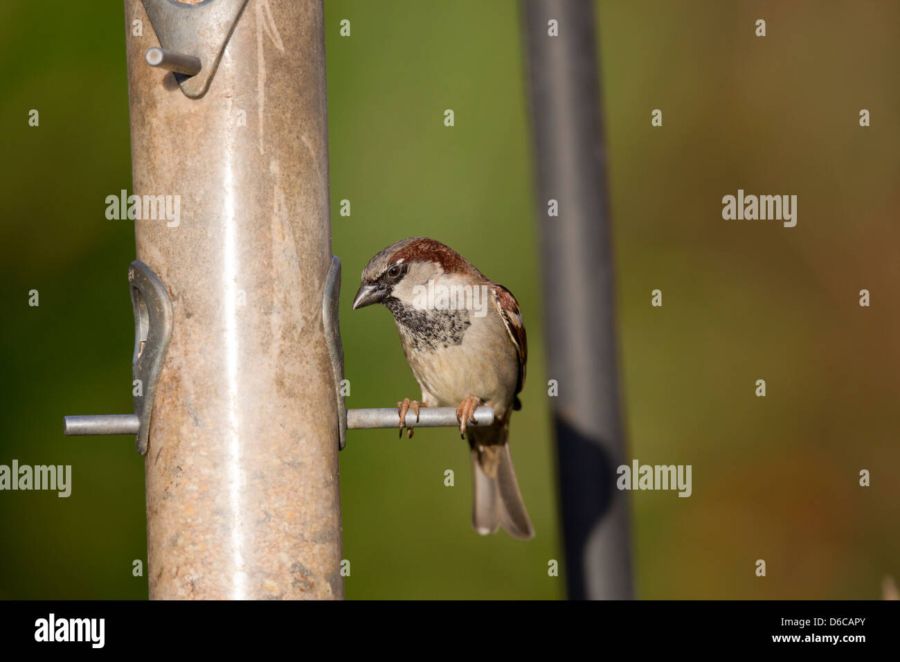 Gorrión; Passer domesticus; semillas; alimentador UK Foto de stock