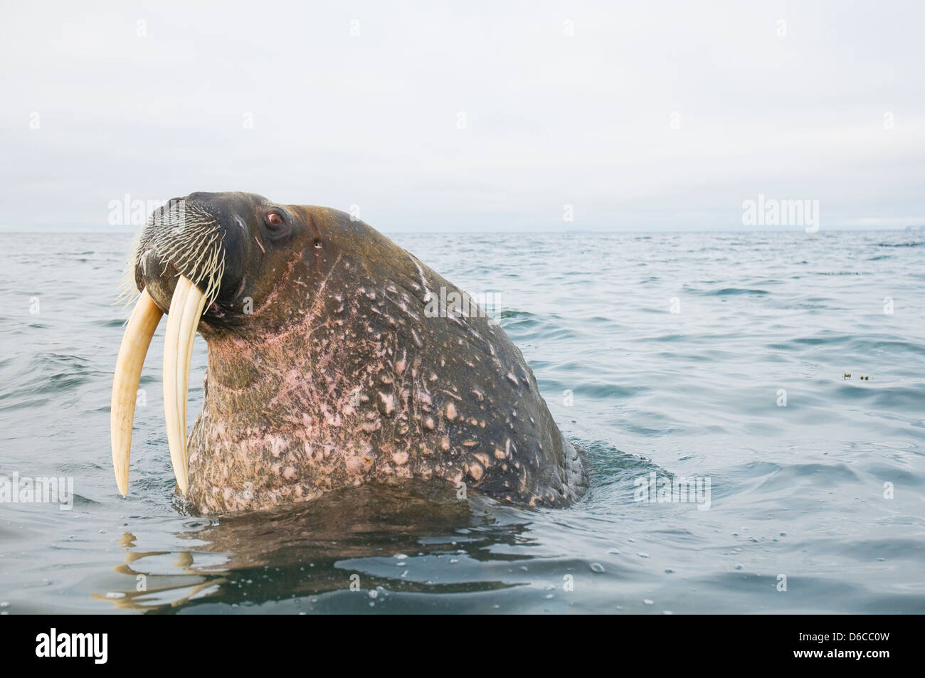 La morsa (Odobenus rosmarus), retrato, Noruega, Svalbard Fotografía de  stock - Alamy