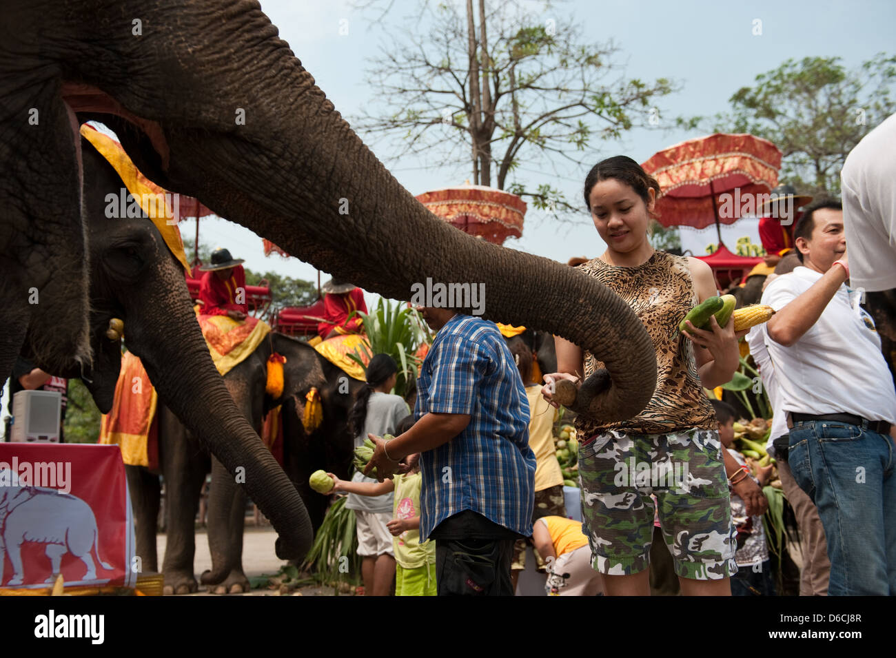 Ayutthaya, Tailandia, los visitantes fuettern paquidermos en el día del elefante con verduras Foto de stock
