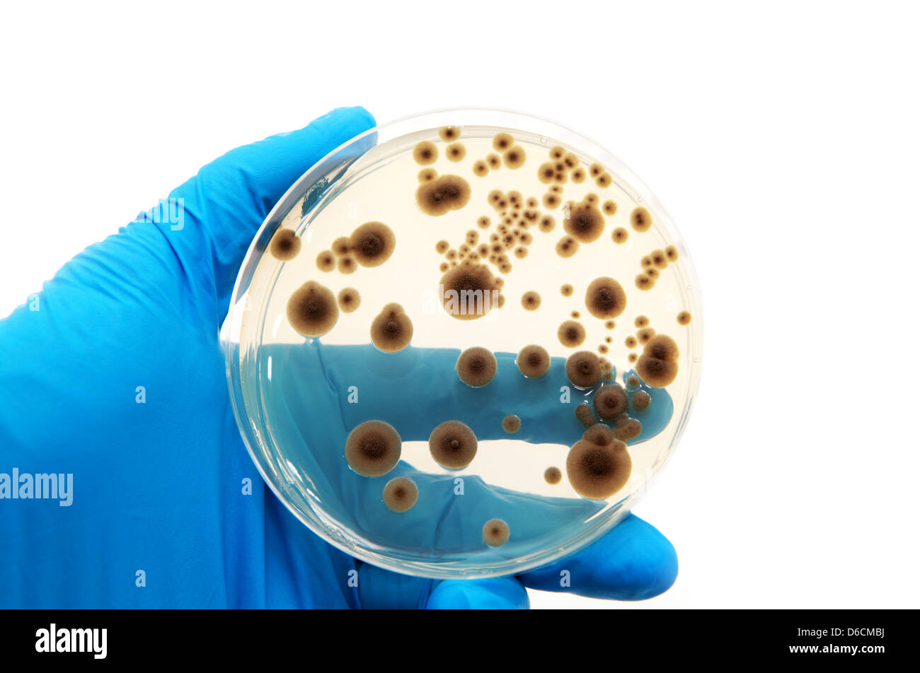 Los microorganismos en la placa de agar. Foto de stock