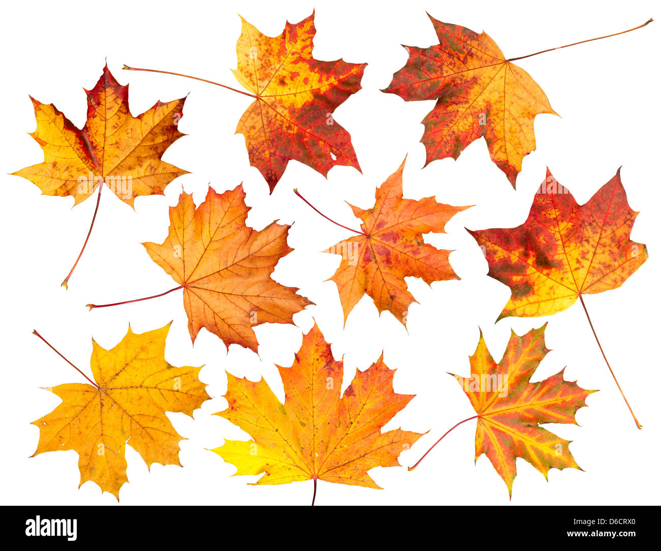 Conjunto de hojas de otoño, aislado. Foto de stock