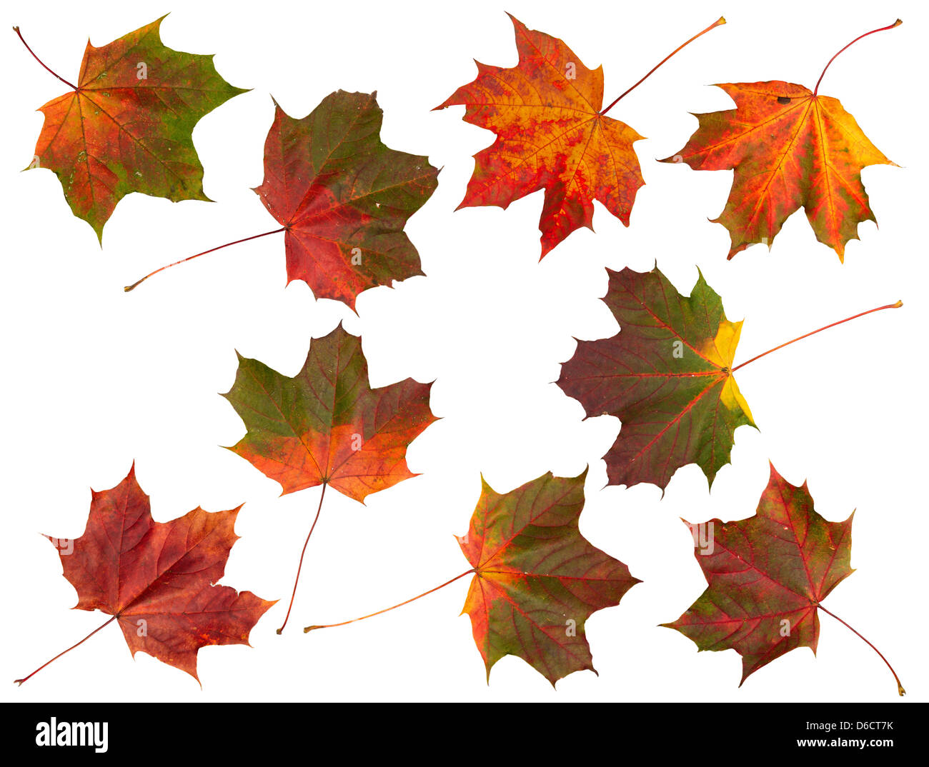 Conjunto de hojas de otoño, aislado. Foto de stock