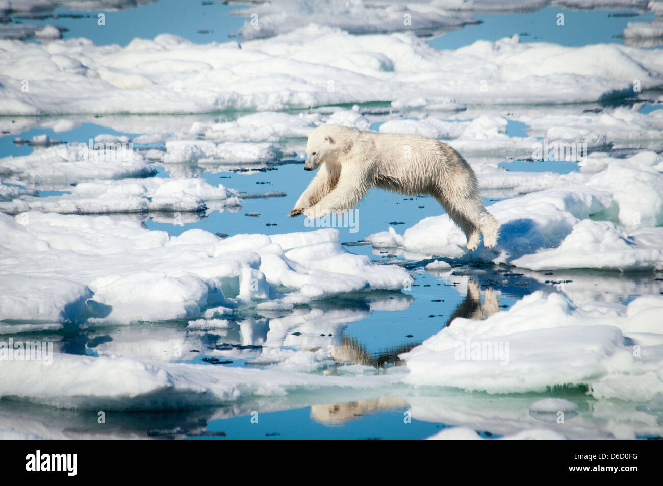 El oso polar, el Ursus maritimus, saltando sobre el deshielo de la Banquisa Olgastretet, el archipiélago de Svalbard, Noruega Foto de stock