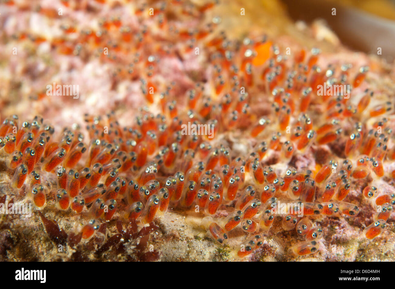 Fish Eggs Hatching Fotos e Imágenes de stock Alamy