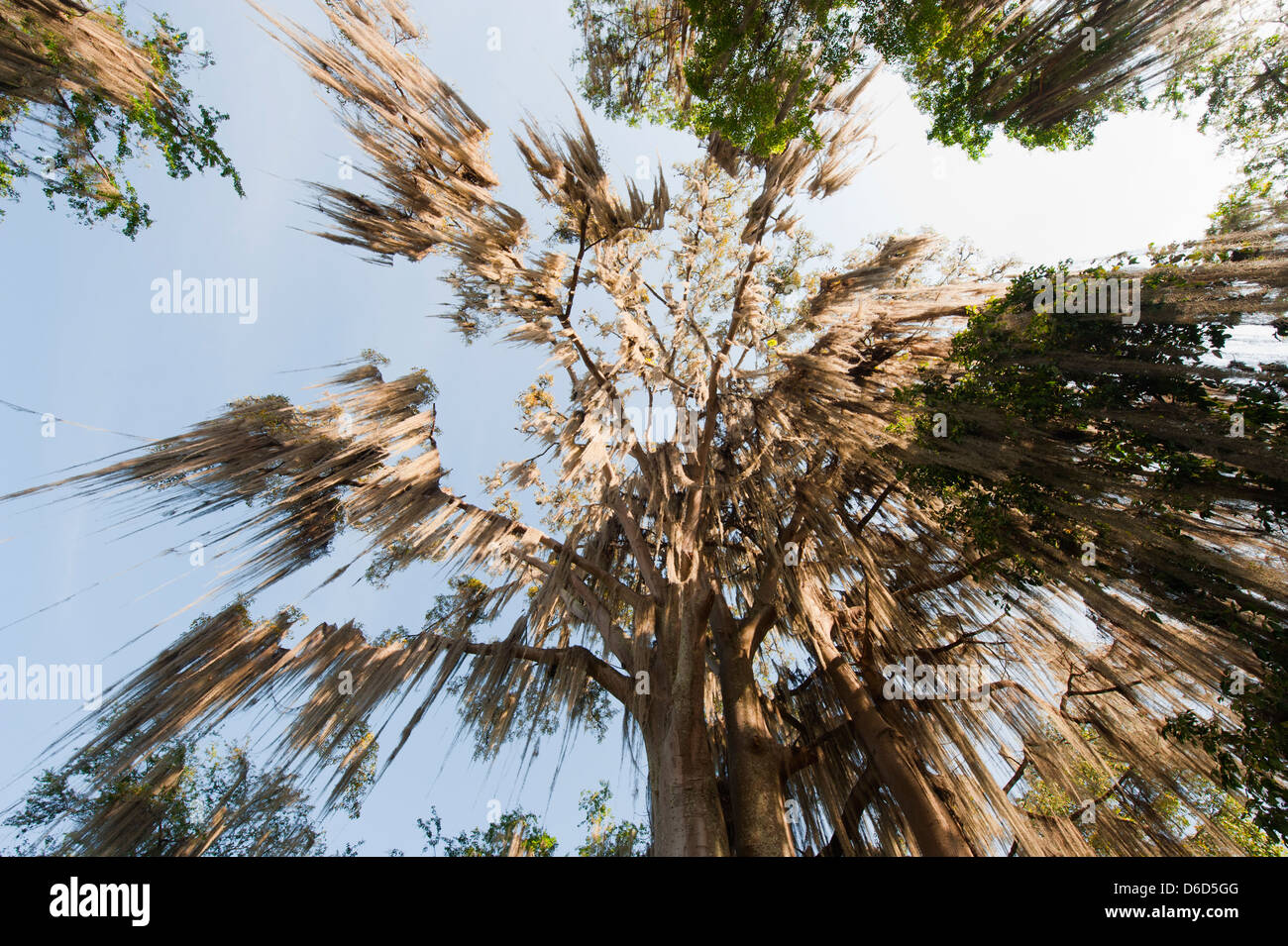 Árboles cubiertos con frondas de Tillandsia, El parque Gallineral, San