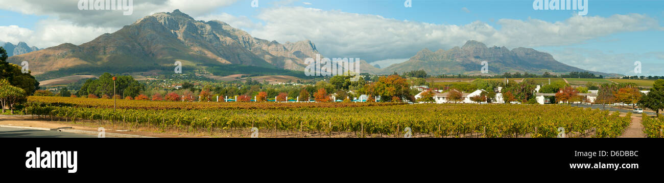Viñedos en Stellenbosch, Western Cape, Sudáfrica Foto de stock