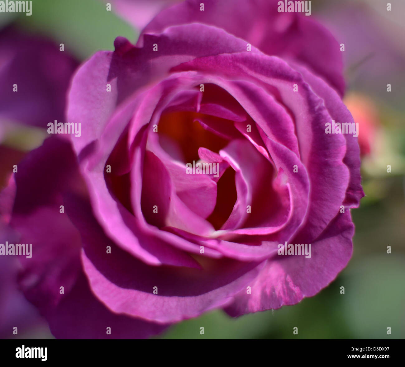 La flor de la rosa raza 'Azul' para usted es retratada en la  Europa-Rosarium en Sangerhausen, Alemania, 04 de septiembre de 2012. El  Rose Garden presenta unos  diferentes variedades de rosas,