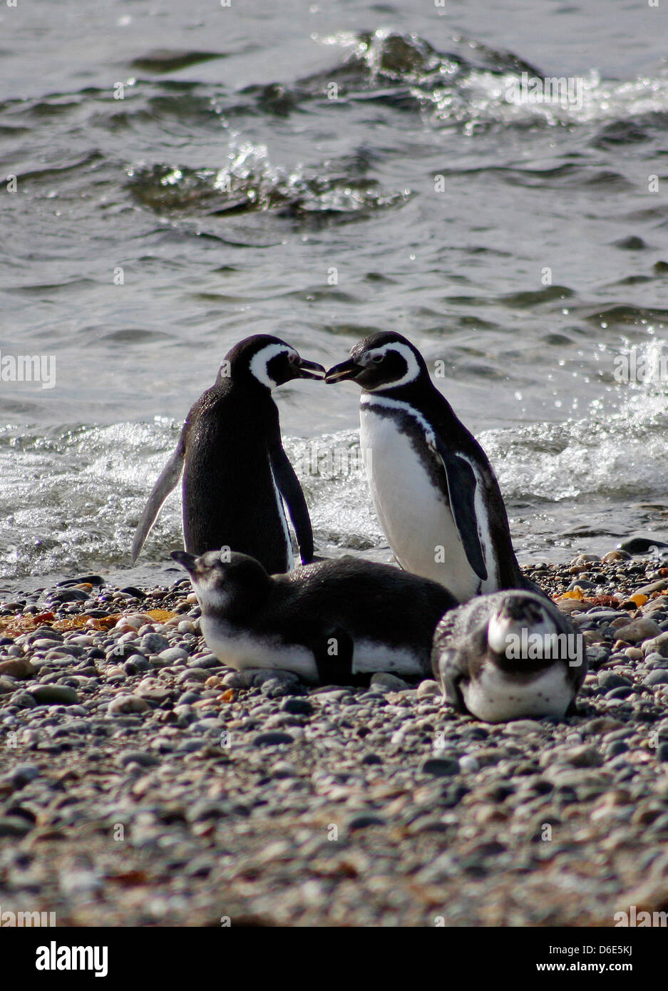 Archivo - Un archivo de imagen de fecha 27 de noviembre de 2008 muestra pingüinos de Magallanes (Spheniscus magellanicus) pasear a orillas del Seno Otway, cerca de la ciudad portuaria de Punta Áreas, Chile. Más de diez mil de estos pingüinos llegan aquí para aparearse entre septiembre y abril. Foto: Jan Woitas Foto de stock