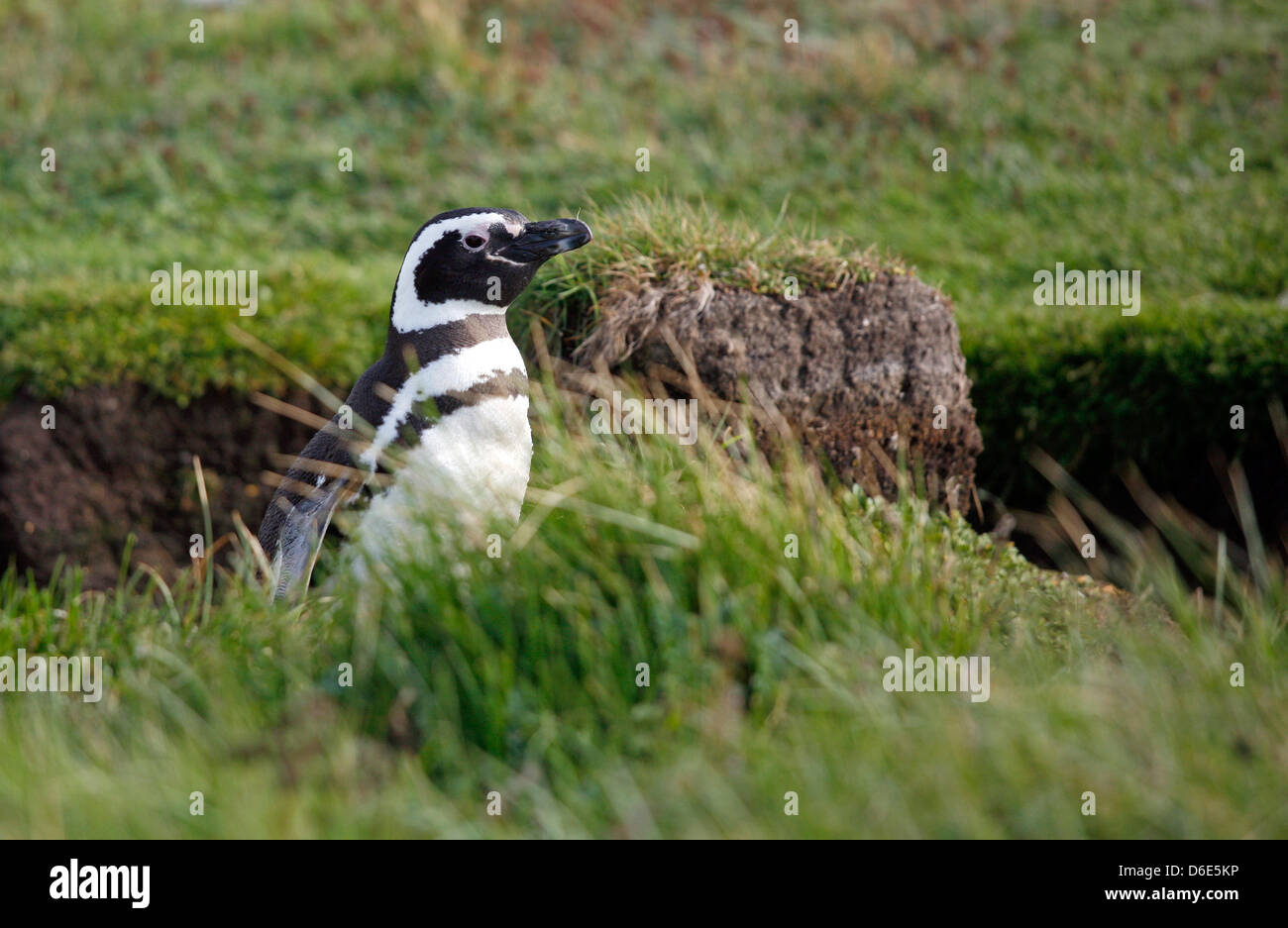 Archivo - Un archivo de imagen de fecha 27 de noviembre de 2008 muestra un pingüino de Magallanes (Spheniscus magellanicus) incubar a orillas del Seno Otway, cerca de la ciudad portuaria de Punta Áreas, Chile. Más de diez mil de estos pingüinos llegan aquí para aparearse entre septiembre y abril. Foto: Jan Woitas Foto de stock