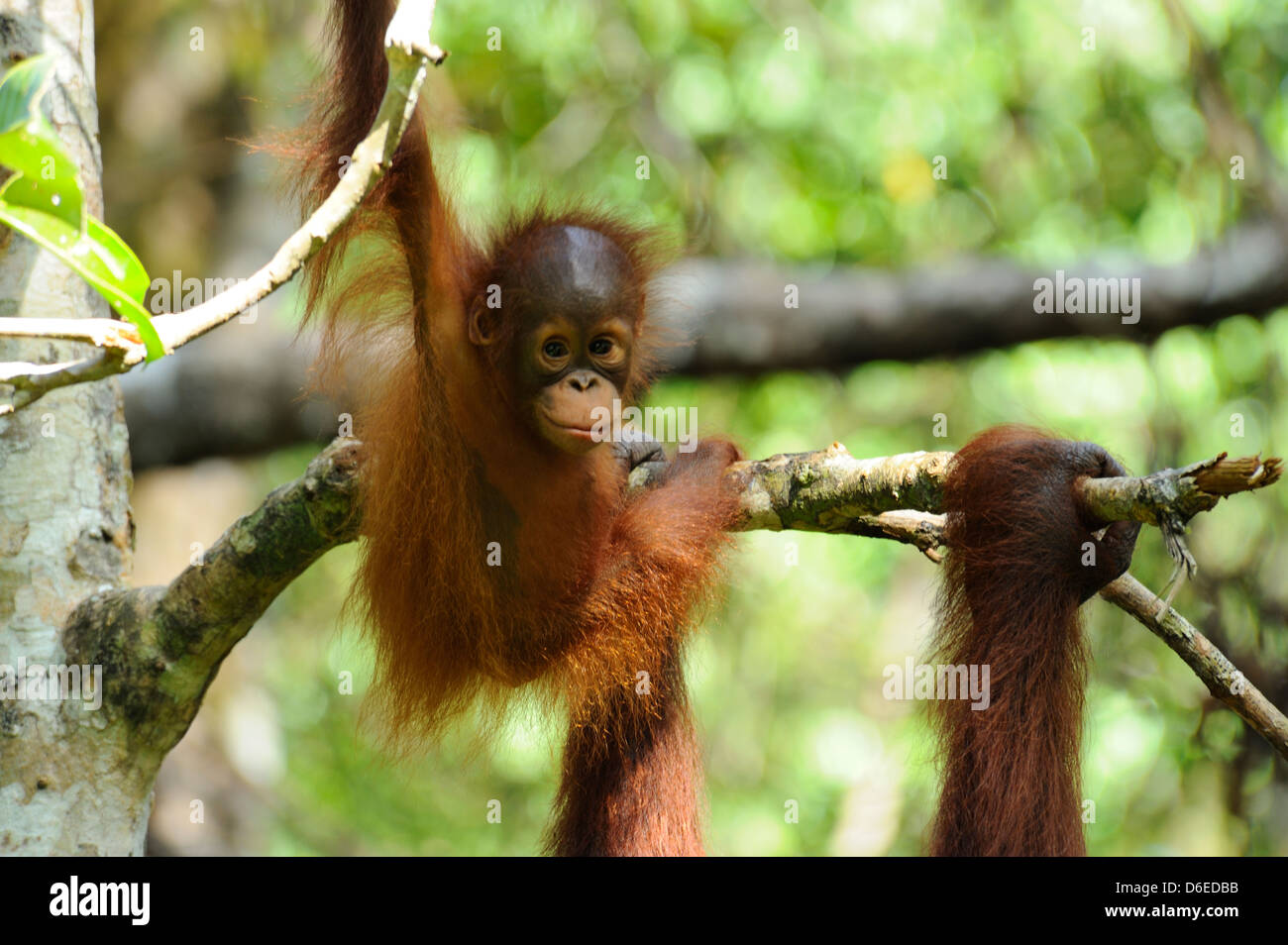 Orangután Semenggoh joven - Centro de rehabilitación para fauna silvestre cerca de Kuching, Sarawak, Borneo Foto de stock
