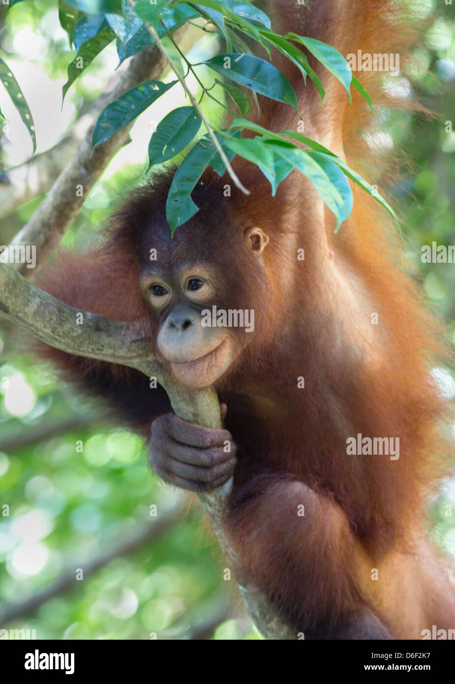 Una encantadora mujer joven Orangután llamado Wulan en la Rasa Ria reserva forestal, centro de rehabilitación para niños huérfanos Orangs Foto de stock