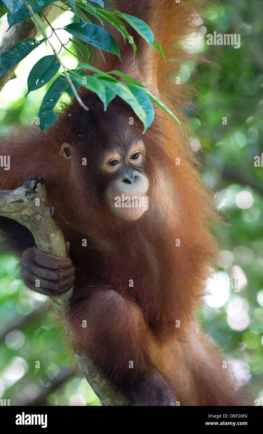 Una encantadora mujer joven Orangután llamado Wulan en la Rasa Ria reserva forestal, centro de rehabilitación para niños huérfanos Orangs Foto de stock
