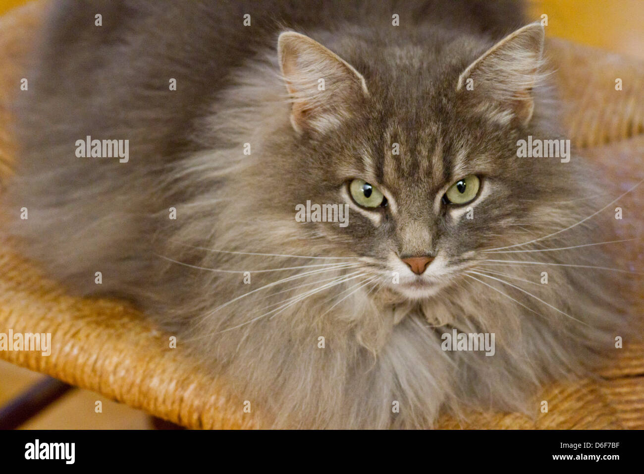Gato gris de pelo largo fotografías e imágenes de alta resolución - Alamy