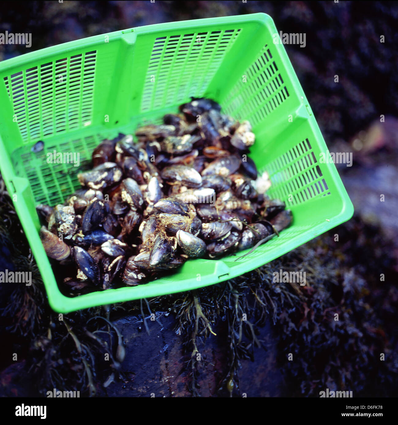 Mejillones en canasta de Loch Foto de stock