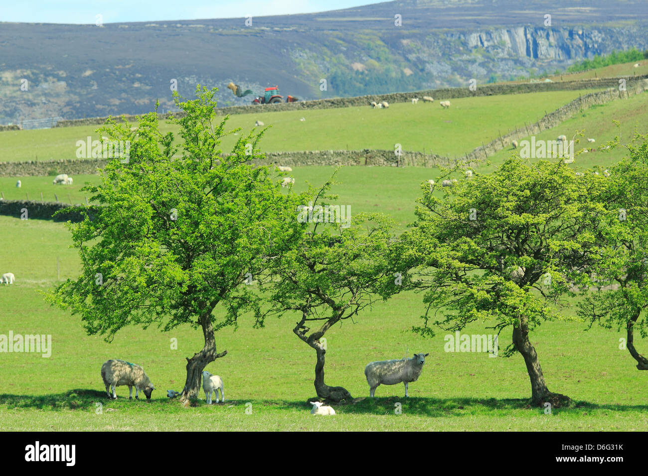 Derbyshire, Inglaterra,el pastoreo de ovejas, corderos Foto de stock