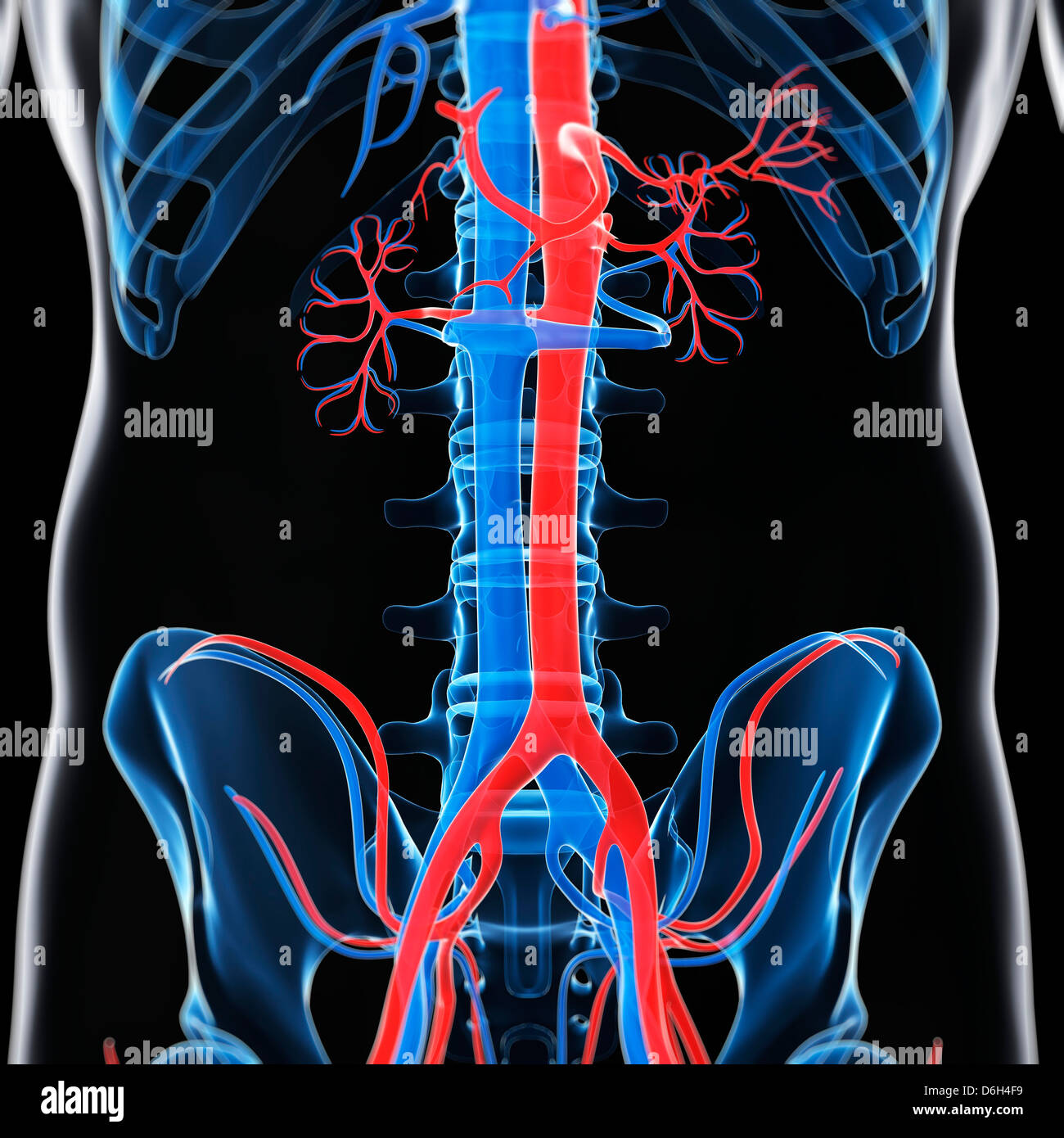 Inferior Vena Cava Cardiovascular Anatomyzone