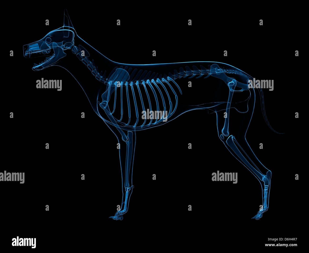 Perro esqueleto, ilustración Foto de stock