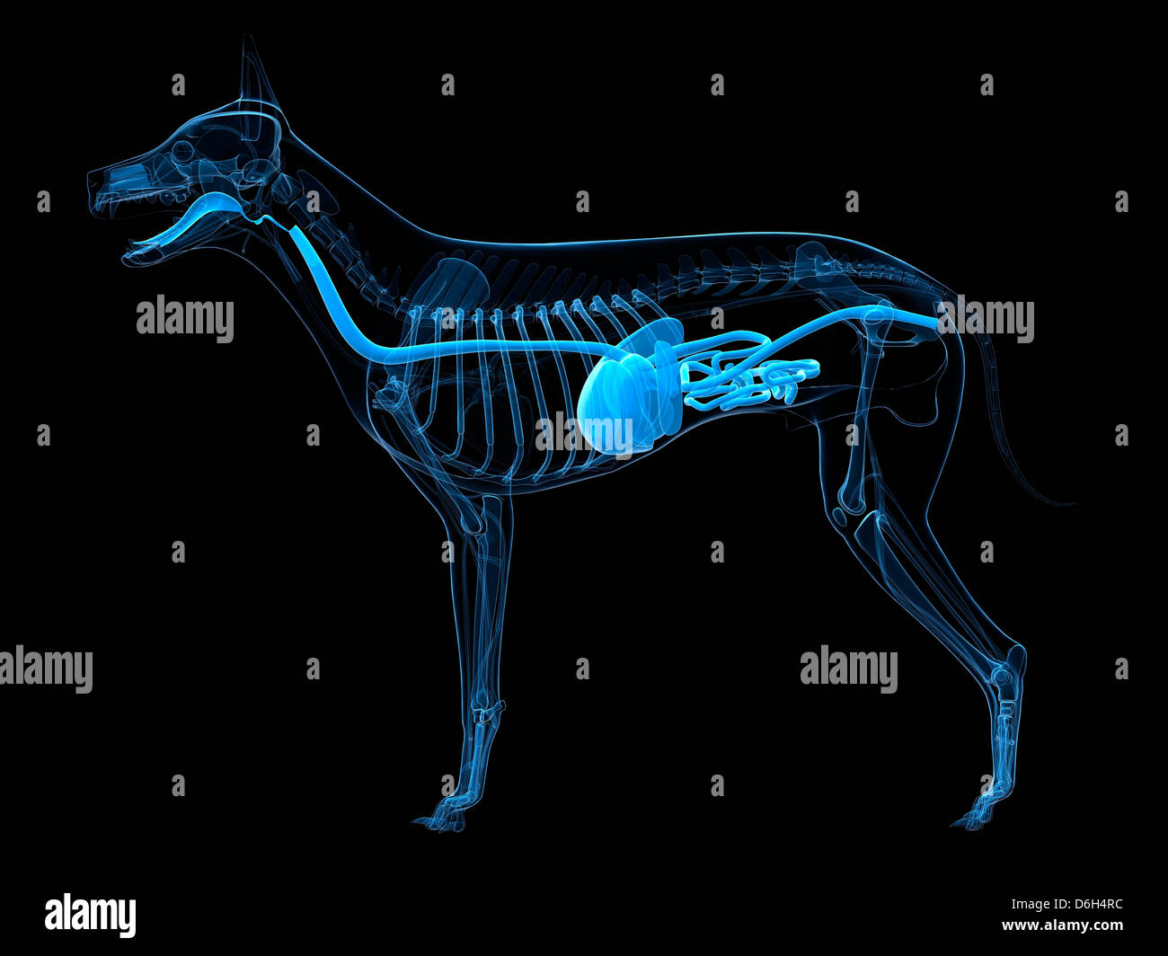 Sistema digestivo perro fotografías e imágenes de alta resolución - Alamy