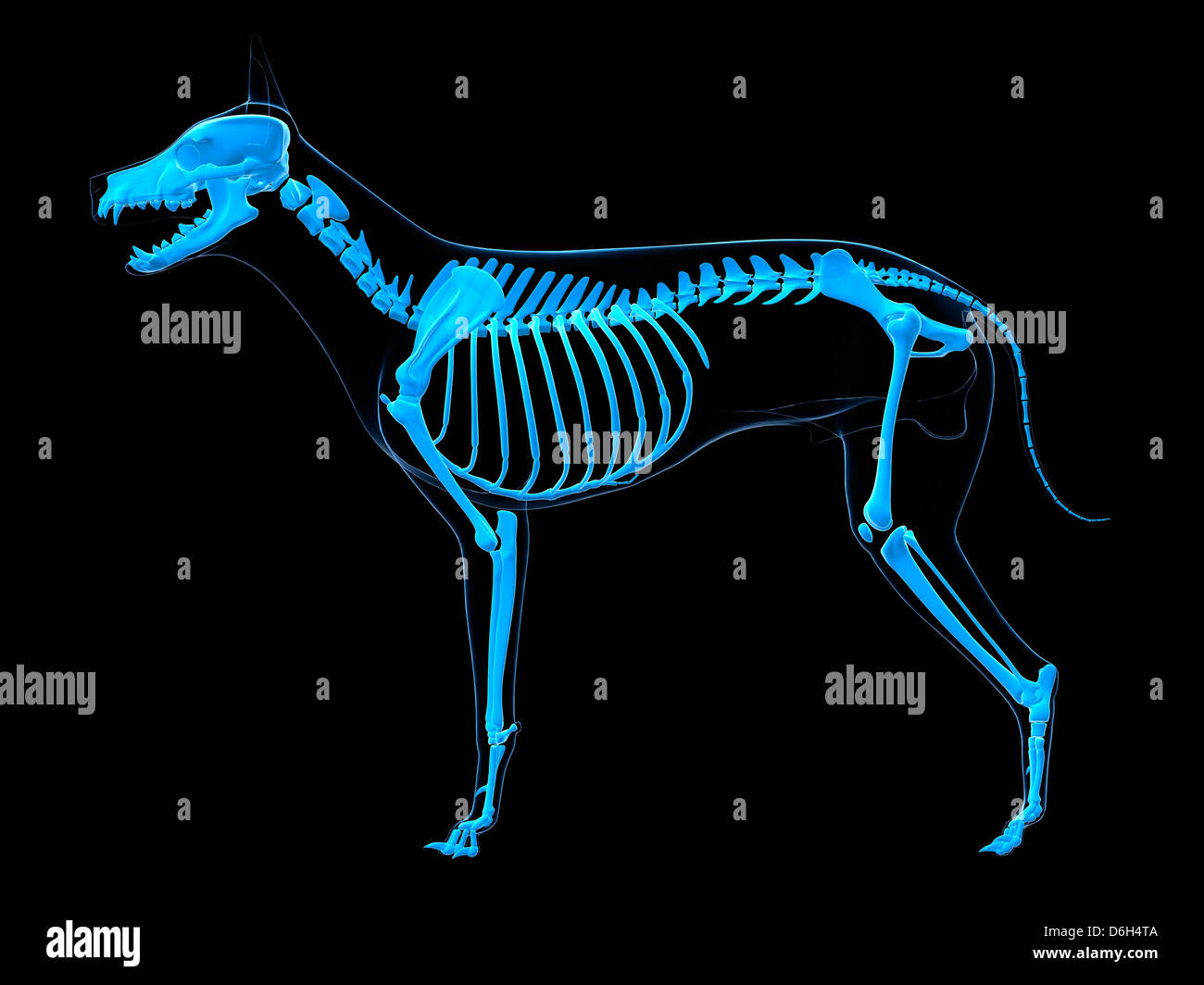 Perro esqueleto, ilustración Foto de stock