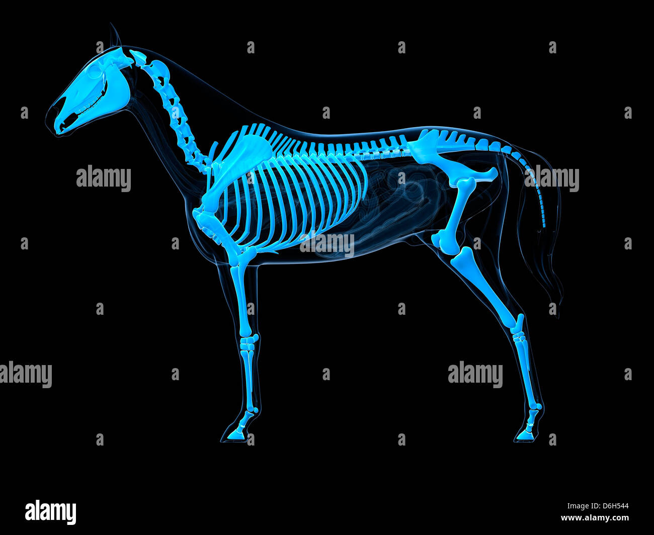 Esqueleto de caballo anatomia fotografías e imágenes de alta resolución