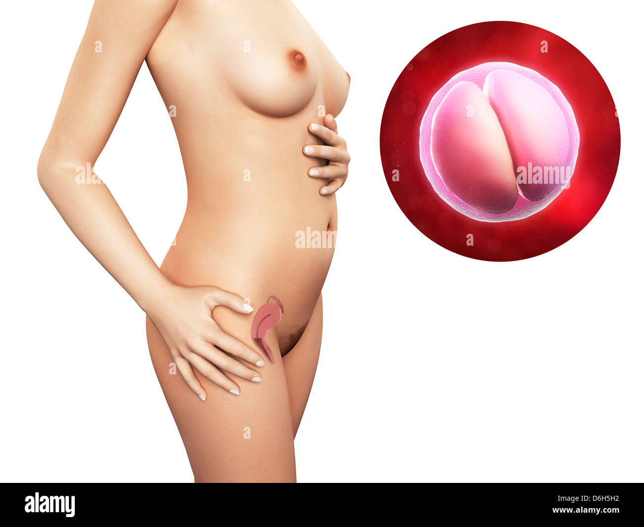 Embarazo - 2 celdas, las ilustraciones de embriones Foto de stock