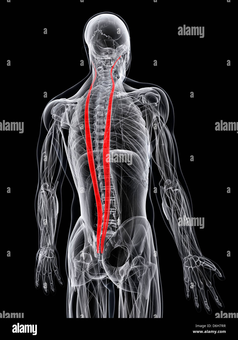 Musculos De La Espalda Anatomia Fotos e Imágenes de stock Alamy