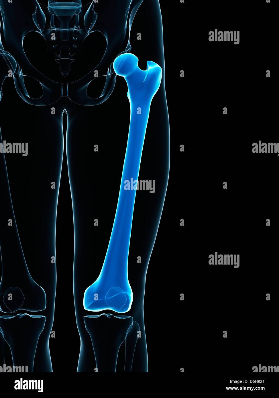 Hueso Del Muslo Humano Fotografías E Imágenes De Alta Resolución