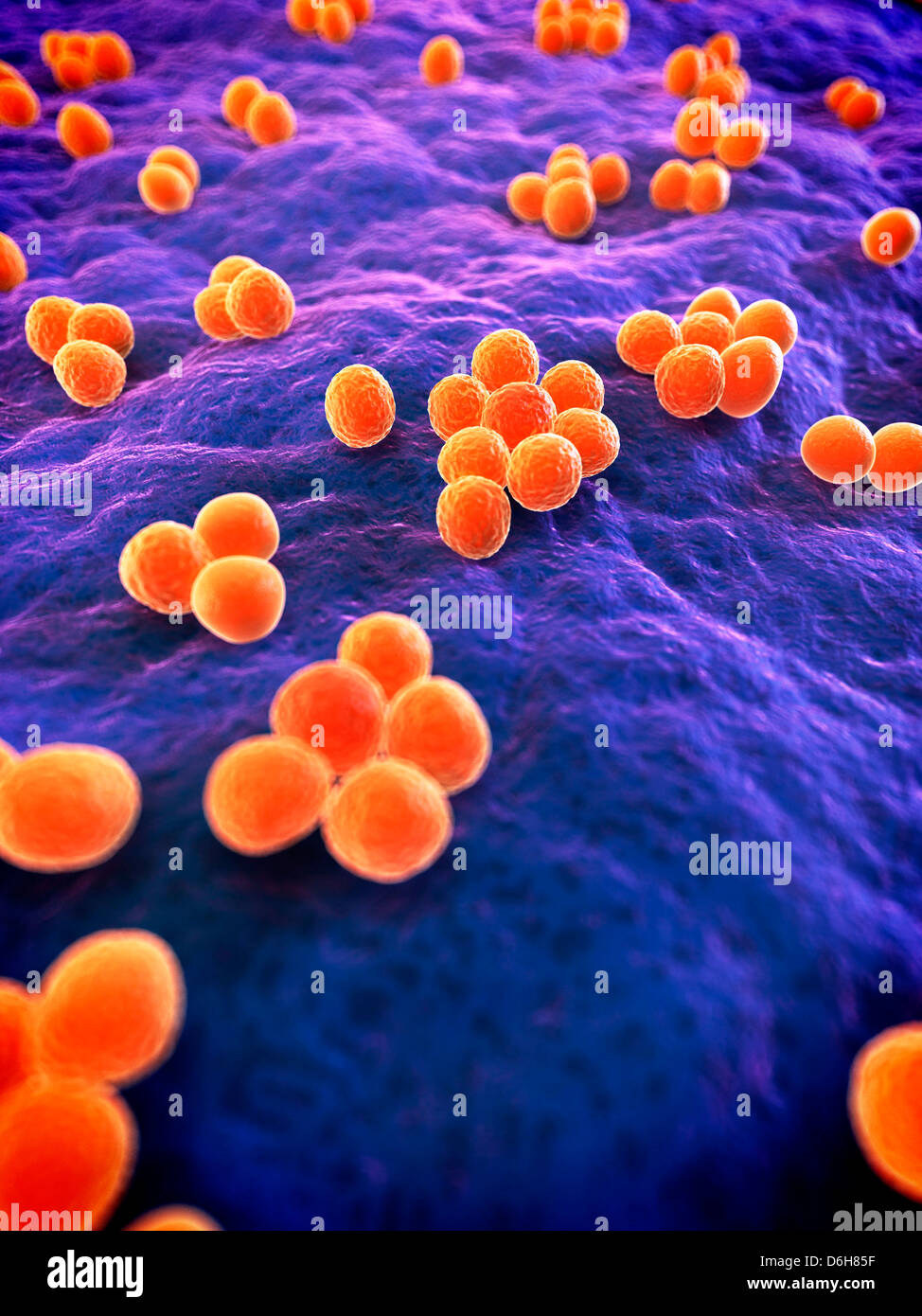 Las bacterias SARM, ilustraciones Foto de stock