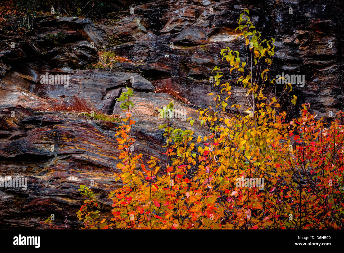 El follaje de otoño estalla en rojo y amarillo en las Montañas Negras vistas a lo largo de la autopista Blue Ridge, en el oeste de Carolina del Norte. Foto de stock