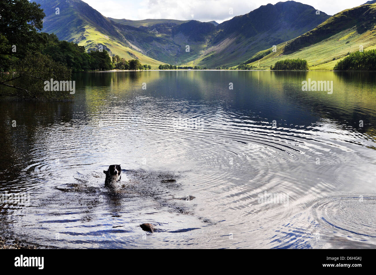 Perro remando en un lago Buttermere, Lake District National Park, Cumbria, Reino Unido Foto de stock