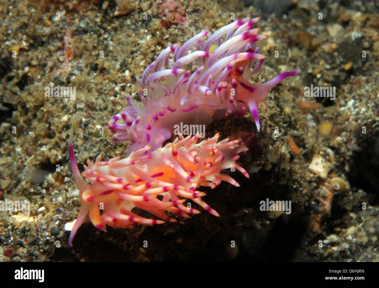Flabellina Rubrolineata pareja de apareamiento, estrecho de Lembeh, Indonesia Foto de stock