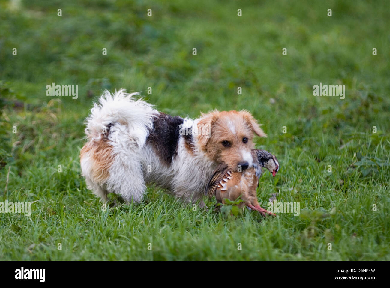 Jack Russell Terrier recuperando la perdiz durante una cacería impulsada en Yorkshire, Inglaterra Foto de stock