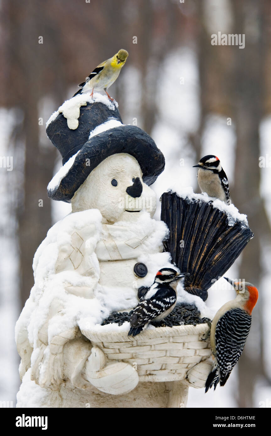 Las aves de traspatio en Snowman alimentador Foto de stock
