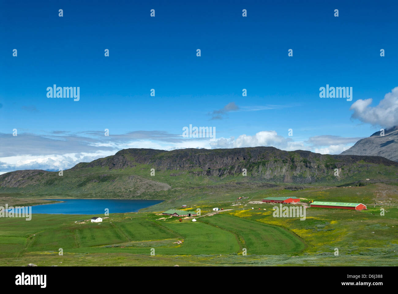 Groenlandia, Itilleq. Una de las ovejas dispersas en las granjas de Itilleq, Groenlandia Foto de stock