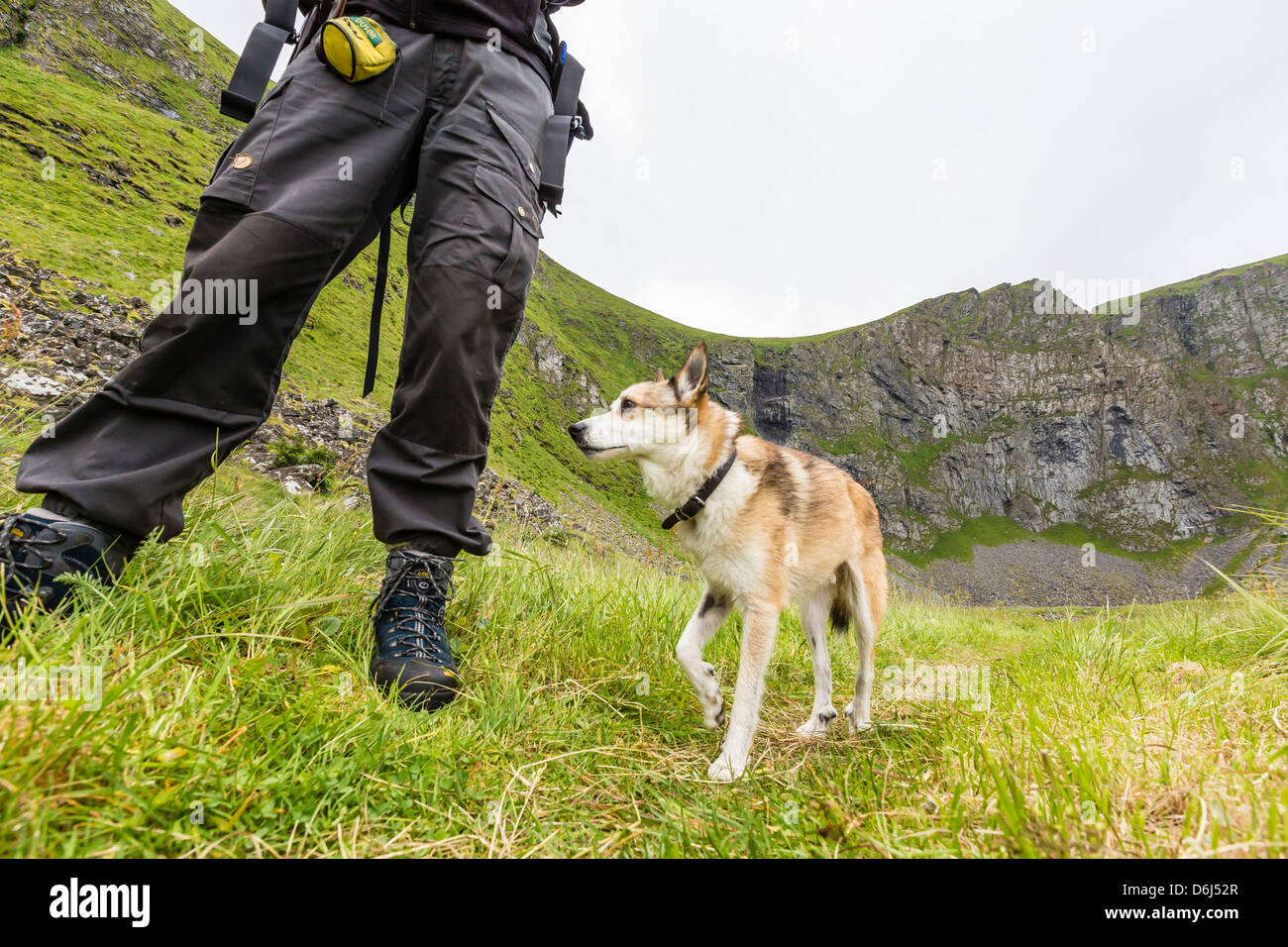 Los raros, seis dedos cada Lundehunde Noruego, un perro utilizado para la caza de frailecillos, Vaeroya, Noruega, Escandinavia, Europa Foto de stock