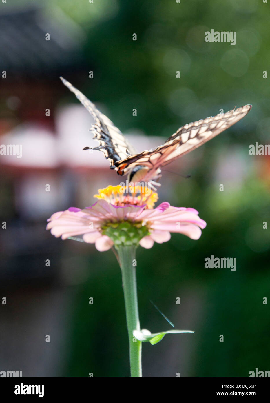 Mariposa sobre la flor Foto de stock