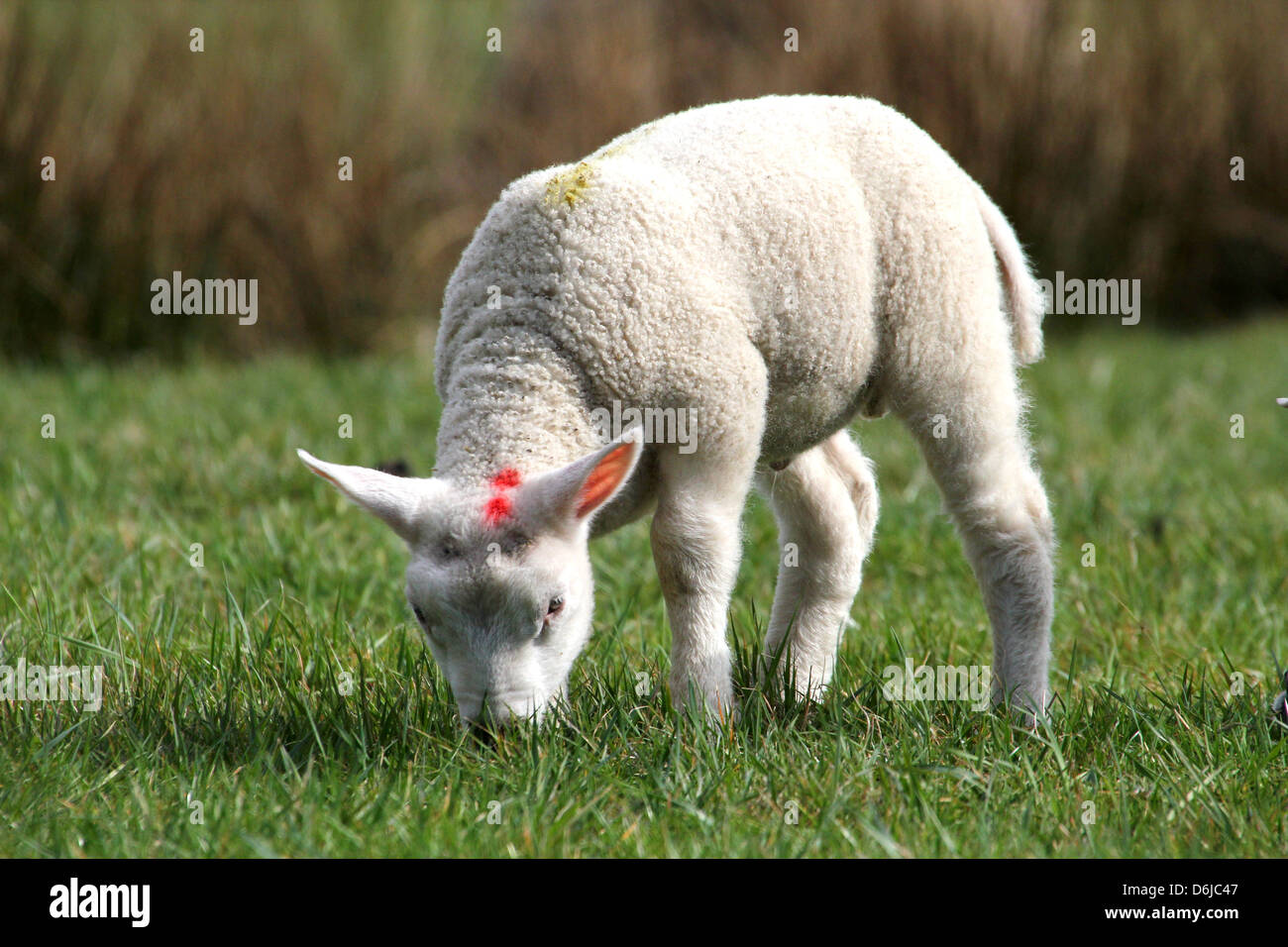 Close-up retrato de un joven y cute little lamb comiendo hierba en el sol primaveral Foto de stock