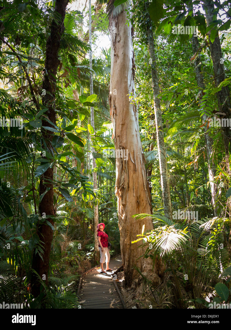 Mujer mirando al árbol de eucalipto en Flecker Botanic Gardens, Cairns, en el norte de Queensland, Australia, el Pacífico Foto de stock