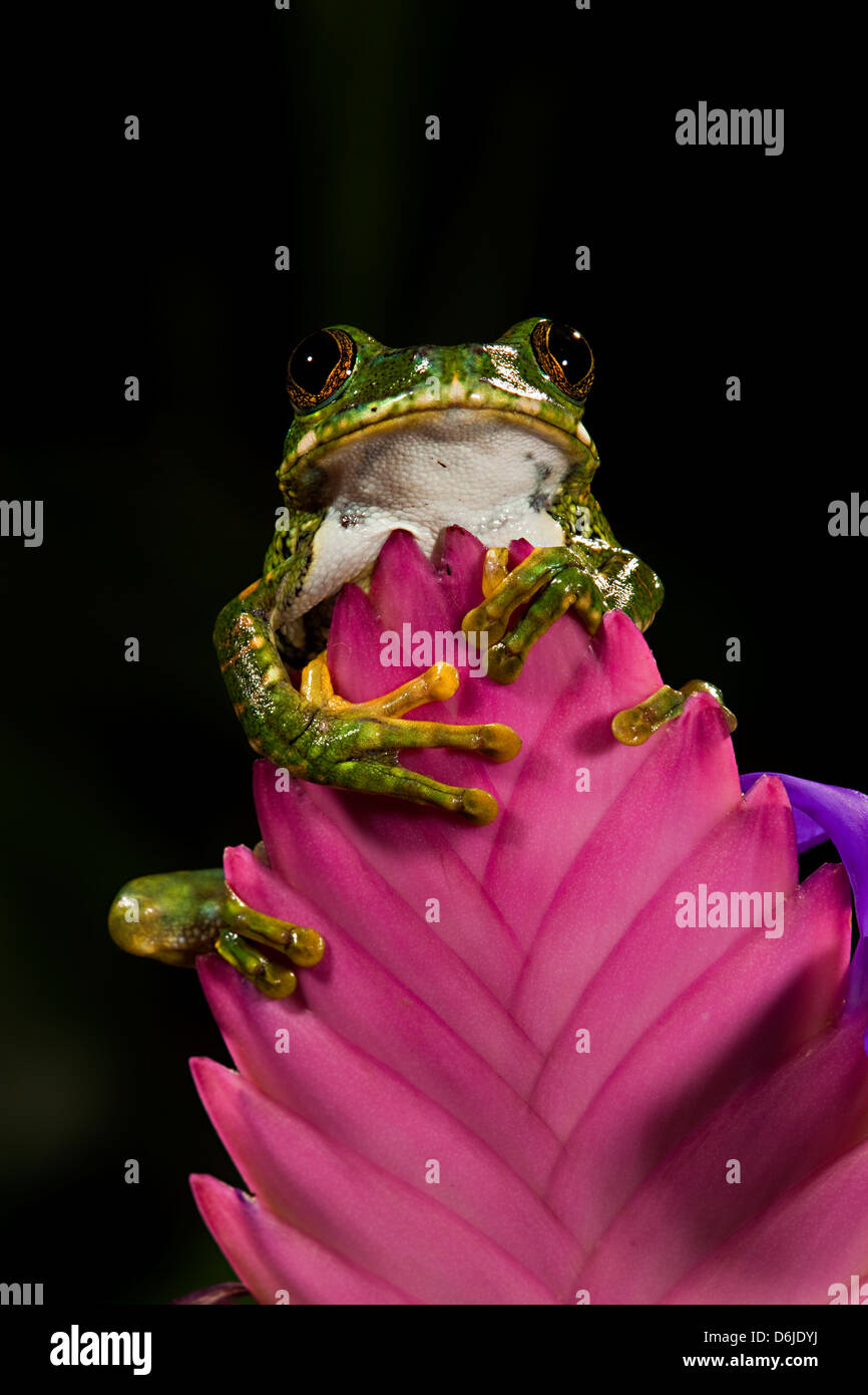 Ojo grande Tree Frog Leptopelis vermiculatus Foto de stock