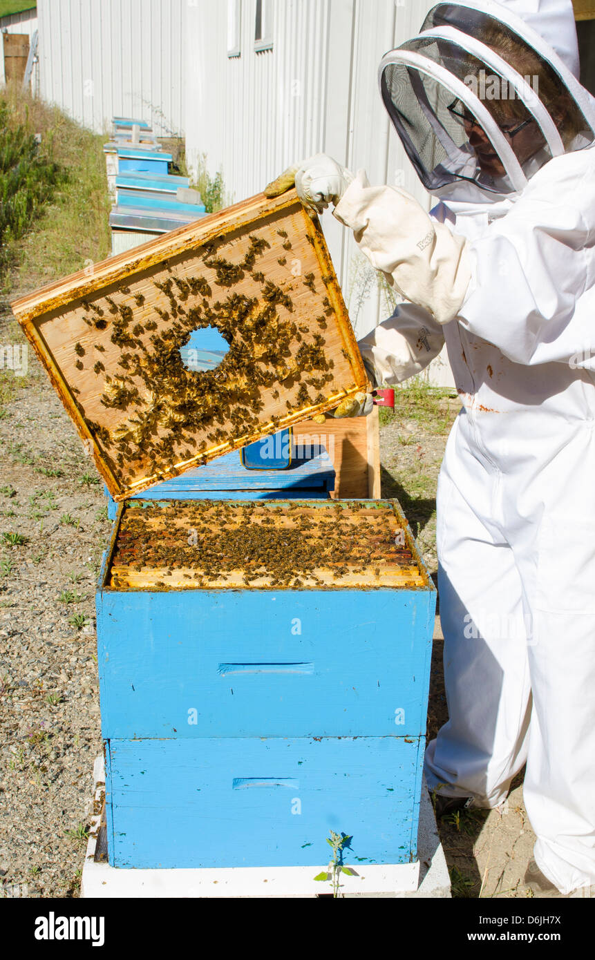 La apicultura en el Arlo's Honey Farm, Kelowna, British Columbia, Canadá, América del Norte Foto de stock