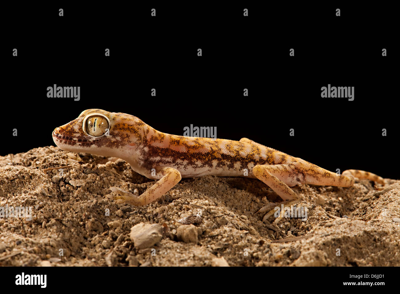 Dwarf Fat Gecko Cola Stenodactylus doreai Foto de stock