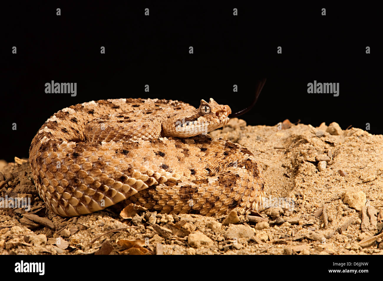 Sidewinder Serpiente Crotalus cerastes Foto de stock