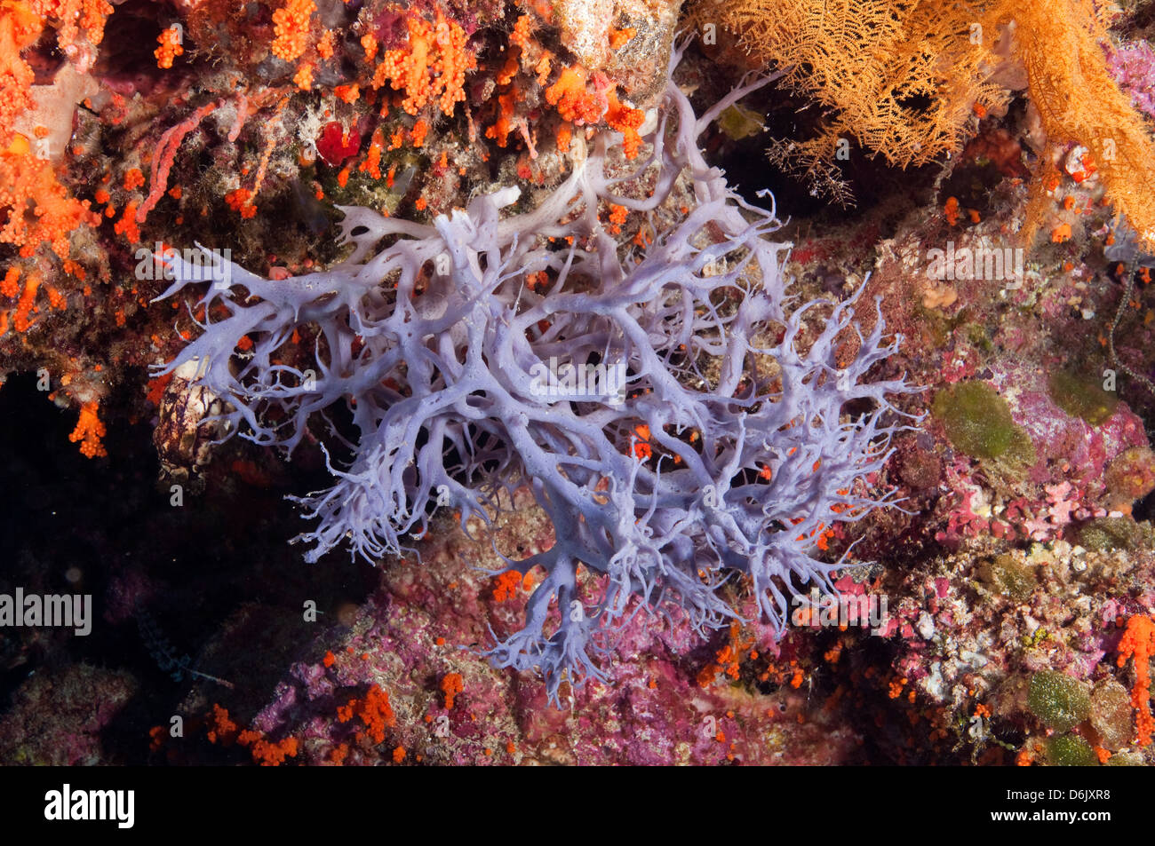 Coloridas esponjas y otros invertebrados del arrecife de Sulawesi, Indonesia Foto de stock