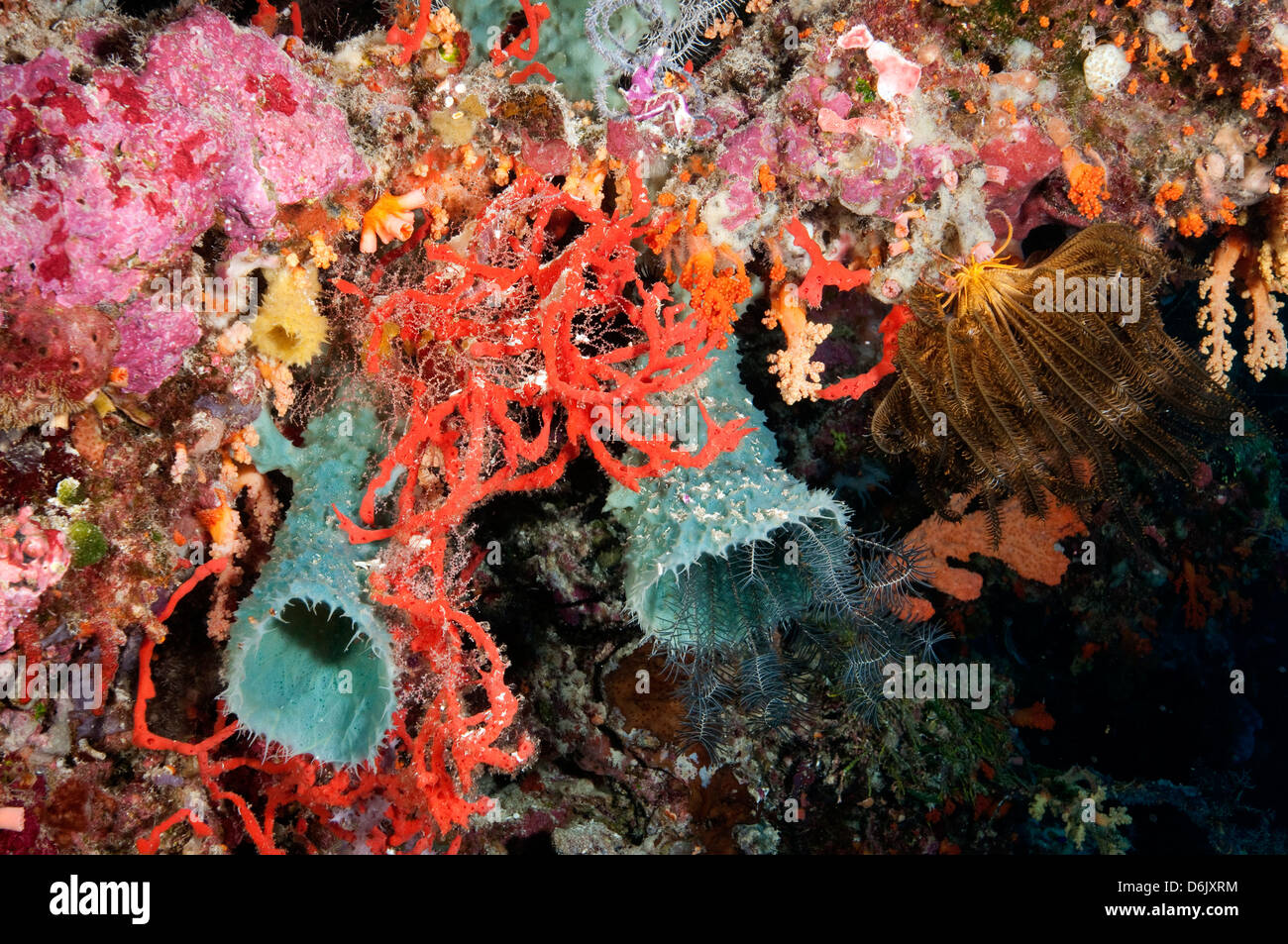 Coloridas esponjas y otros invertebrados del arrecife de Sulawesi, Indonesia Foto de stock
