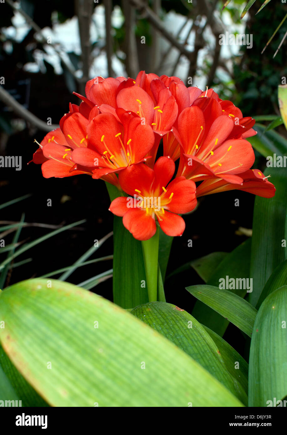 Clivia miniata (Bush Lily o Natal Lily) Foto de stock