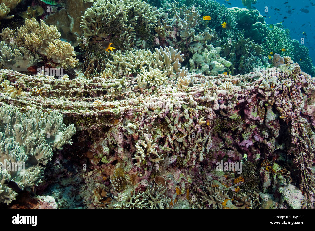 Enredada red de pesca cubiertos de algas coralinas de Sulawesi, Indonesia Foto de stock