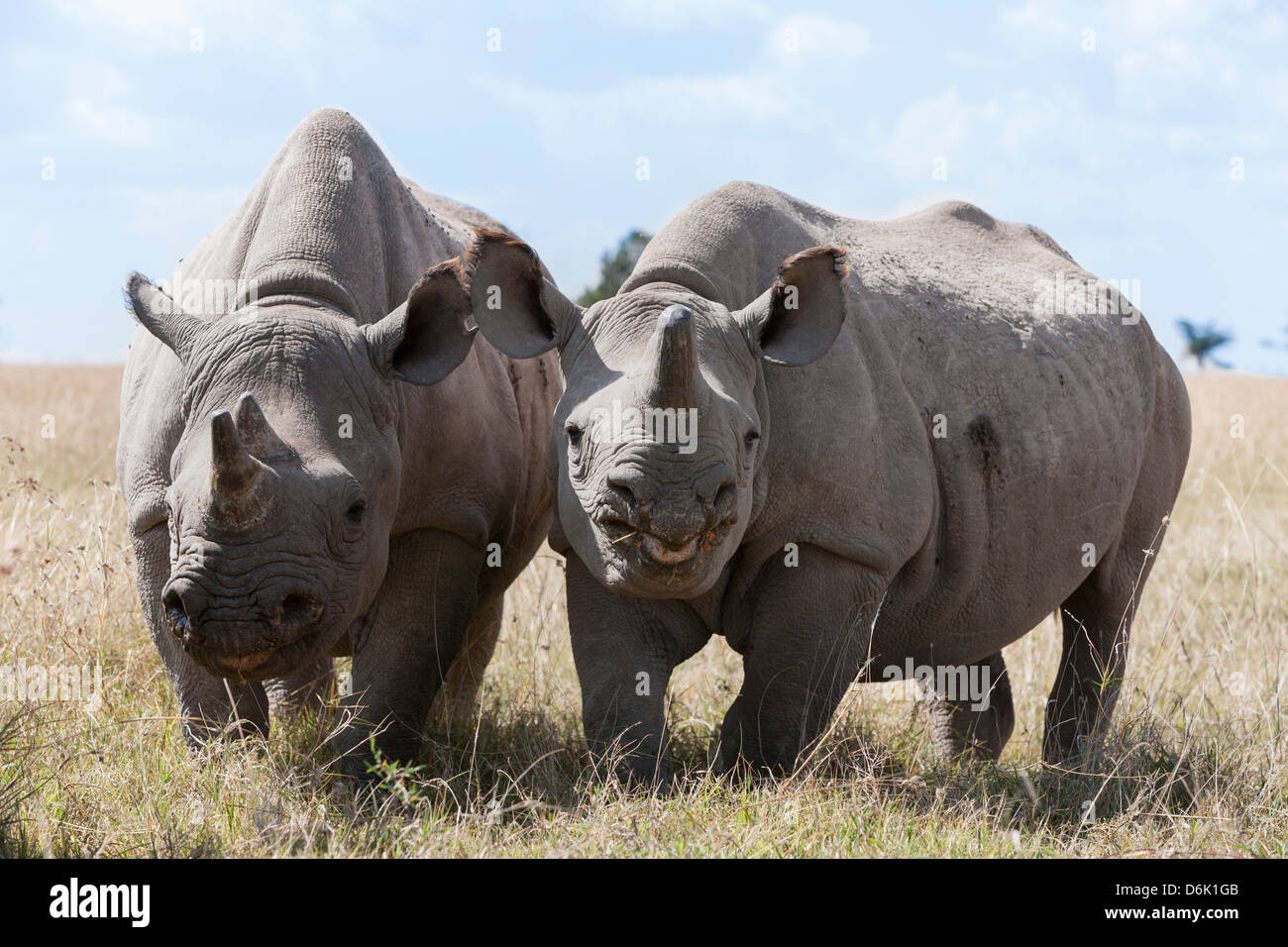 Dos rinocerontes, Ol Pejeta Conservancy, Laikipia, Kenia, África oriental, África Foto de stock